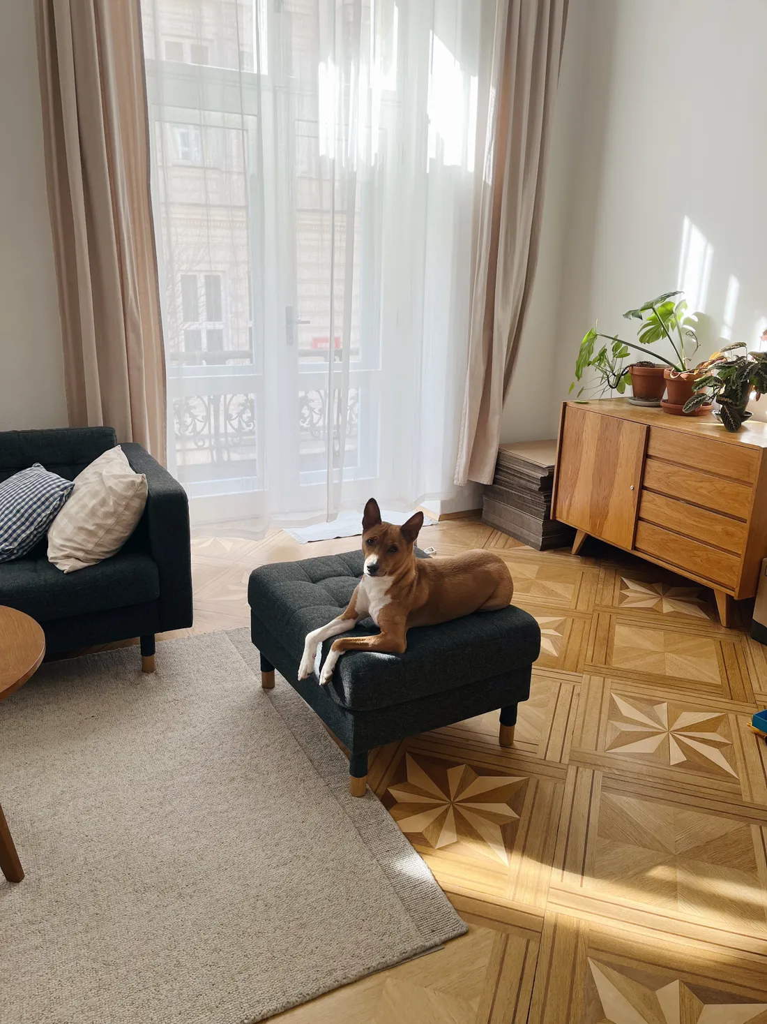 Hnědobílý pes basenji leží na tmavě šedém taburetu v prosvětleném obývacím pokoji s parketami a dřevěným nábytkem