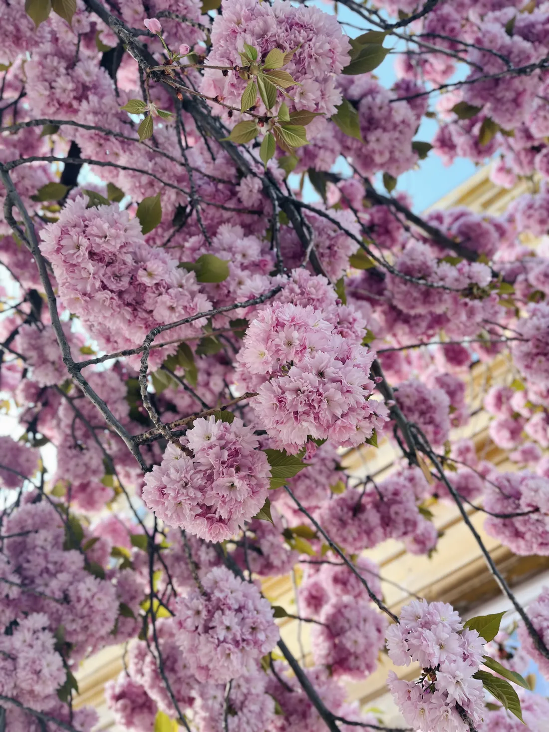 Hustě kvetoucí růžový sakura strom s drobnými listy před světle žlutou fasádou domu