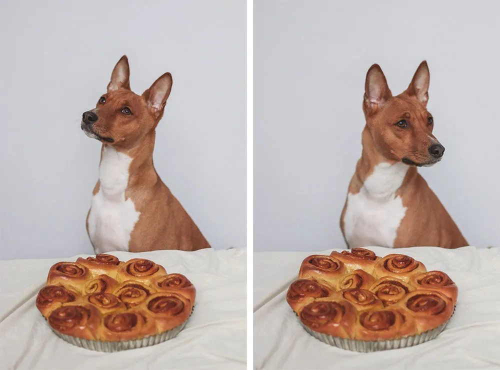 Basenji sedí za upečenými dýňovými skořicovými šneky v kovové formě na bílém ubrusu.