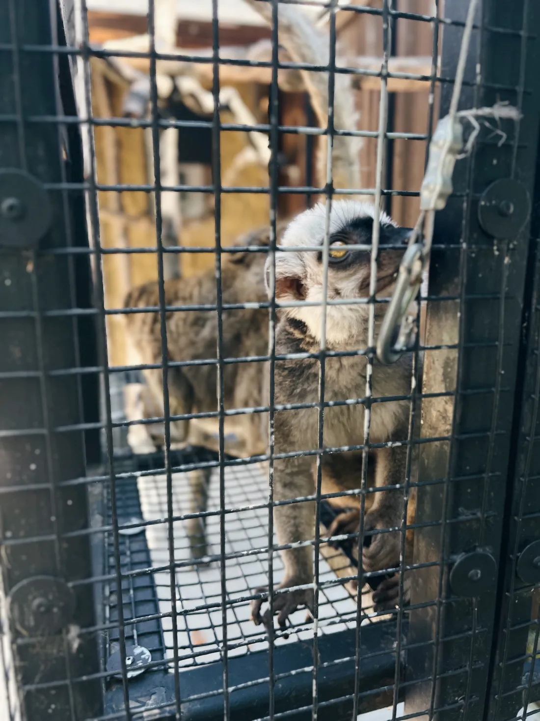 Lemur s výraznýma žlutýma očima v kleci v zoo, dívá se vzhůru