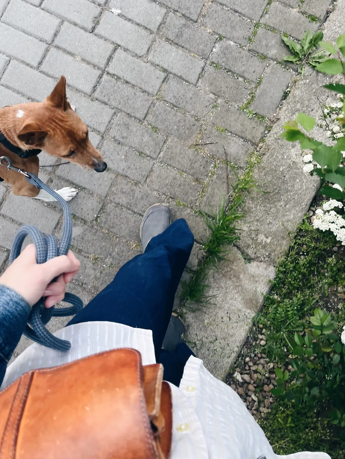 Pohled shora na procházku se psem na vodítku po dlážděné cestě s kvetoucím keřem