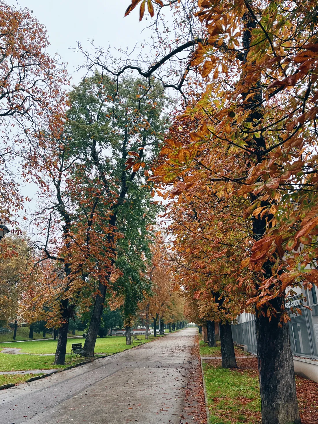 Podzimní alej jírovců podél vlhké chodníkové cesty, listí oranžové a žluté, na trávě lavička.