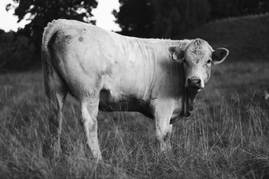 Černobílý snímek světlé krávy na pastvině, hlava otočená k fotoaparátu, v uchu číslovaná známka