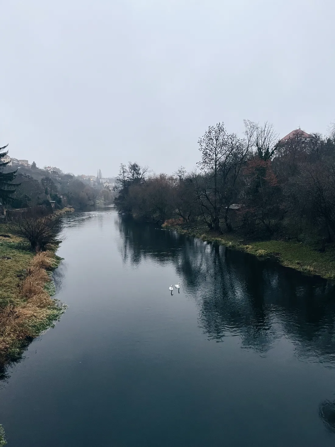 Dva bílí labutě na temné řece v mlze, bezlisté břehy a domy na kopci v pozadí.