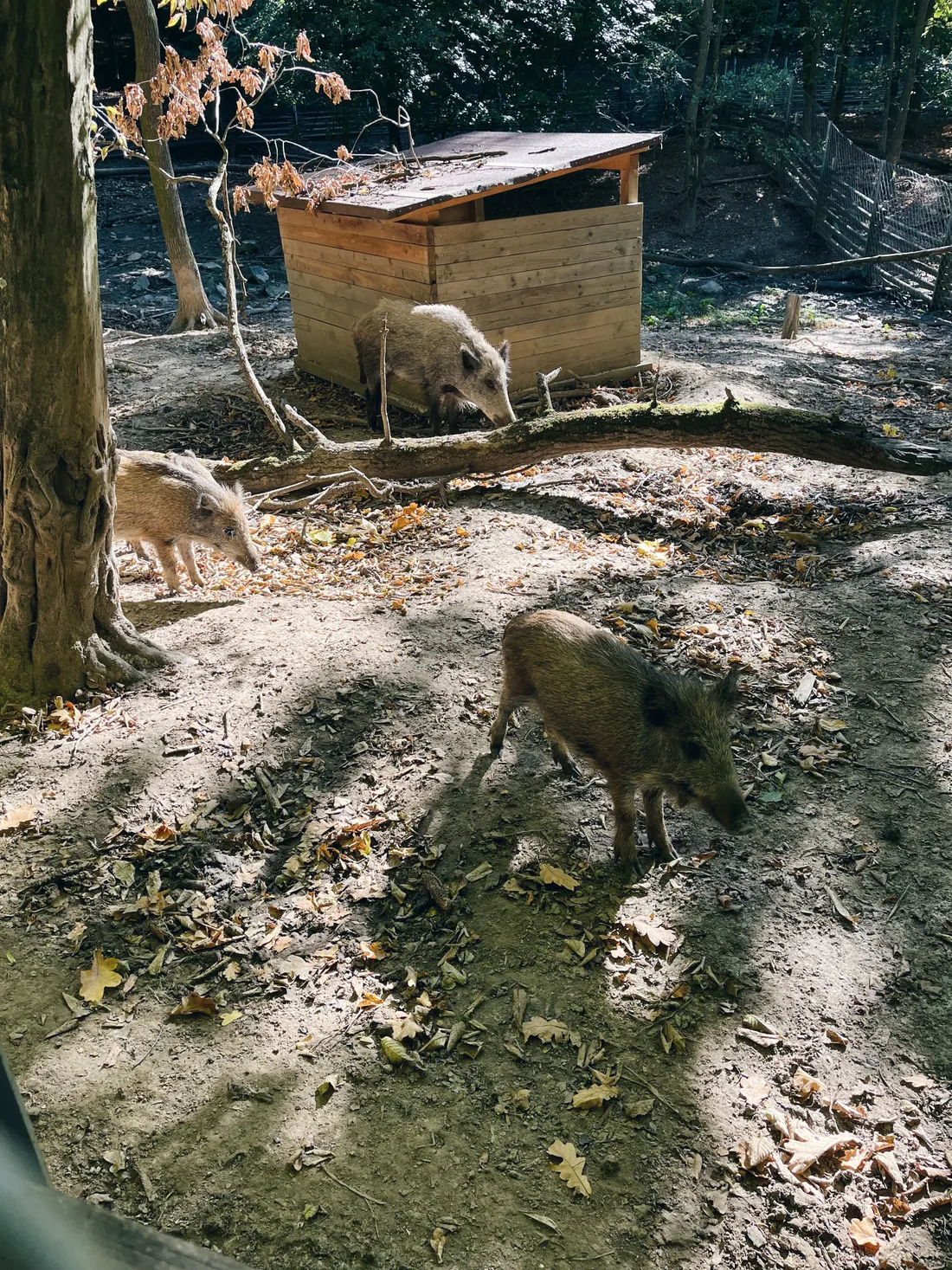 Tři selata prasete divokého v zoologické výběhu s dřevěným přístřeškem a padlým kmenem.