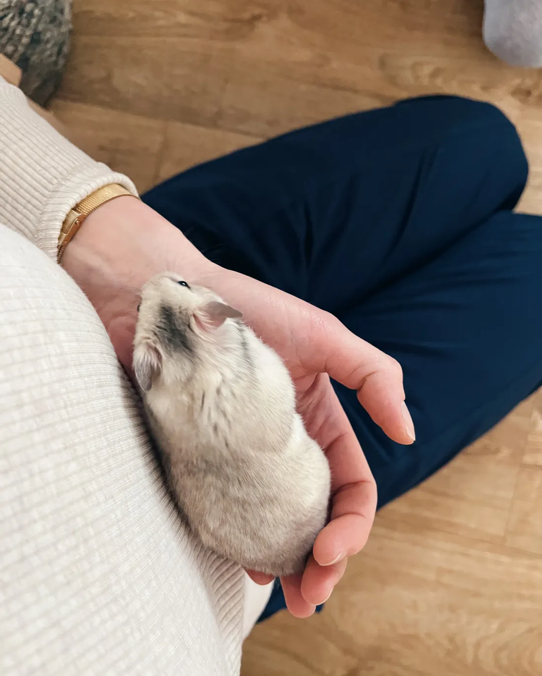 Malý šedobílý křeček spící v dlani v béžovém svetru na dřevěné podlaze.