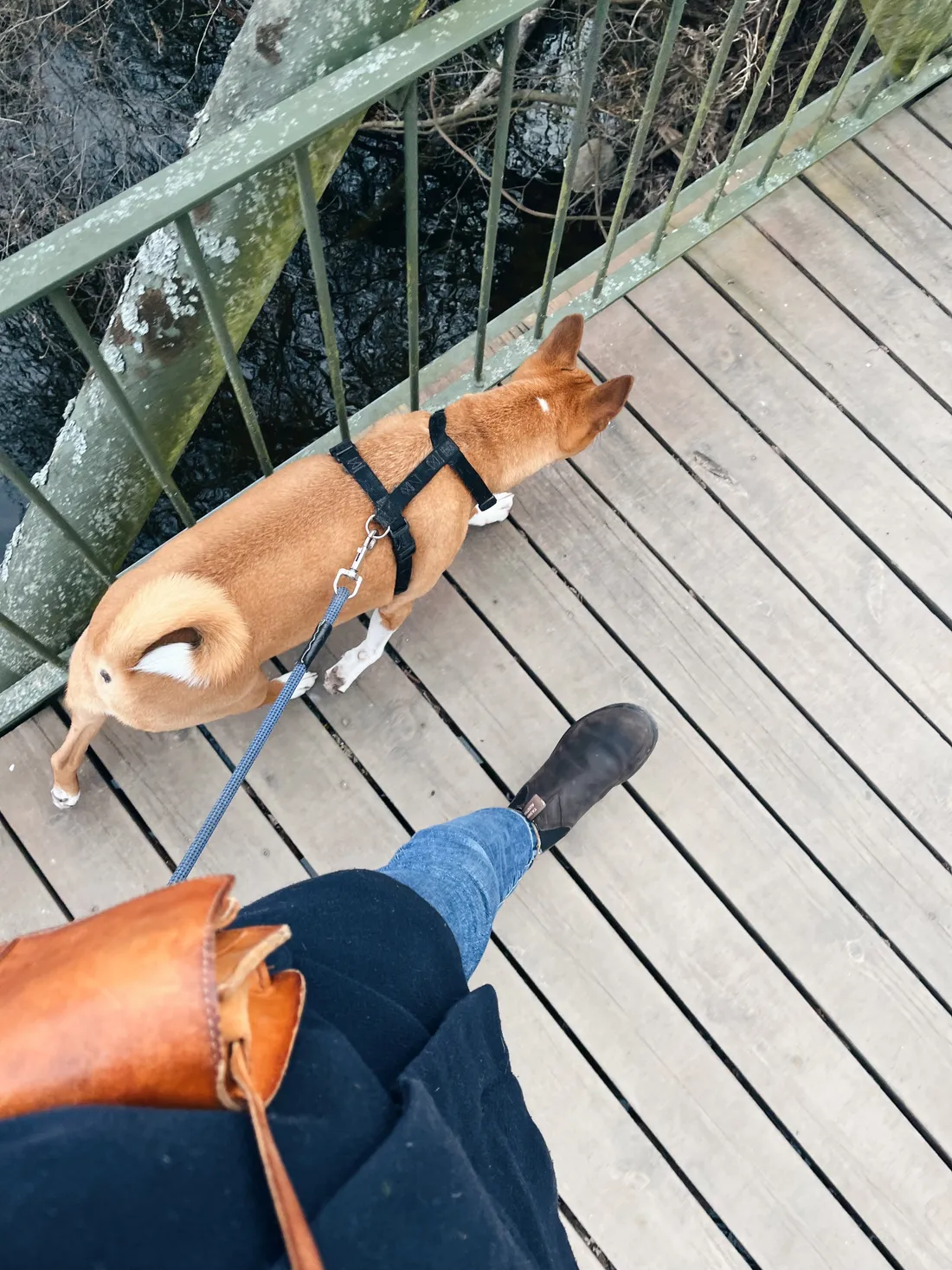 Pohled shora na venčení psa basenji na dřevěném mostě se zeleným zábradlím.