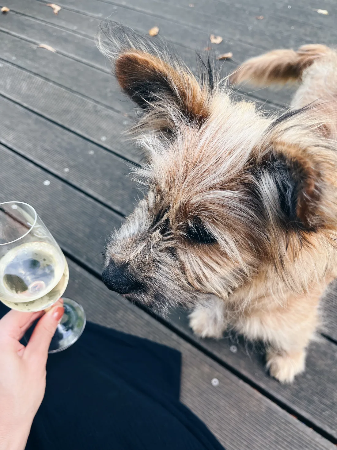 Scruffy pes čichá ke sklenici bílého vína držené rukou s růžovým lakem na dřevěné terase.