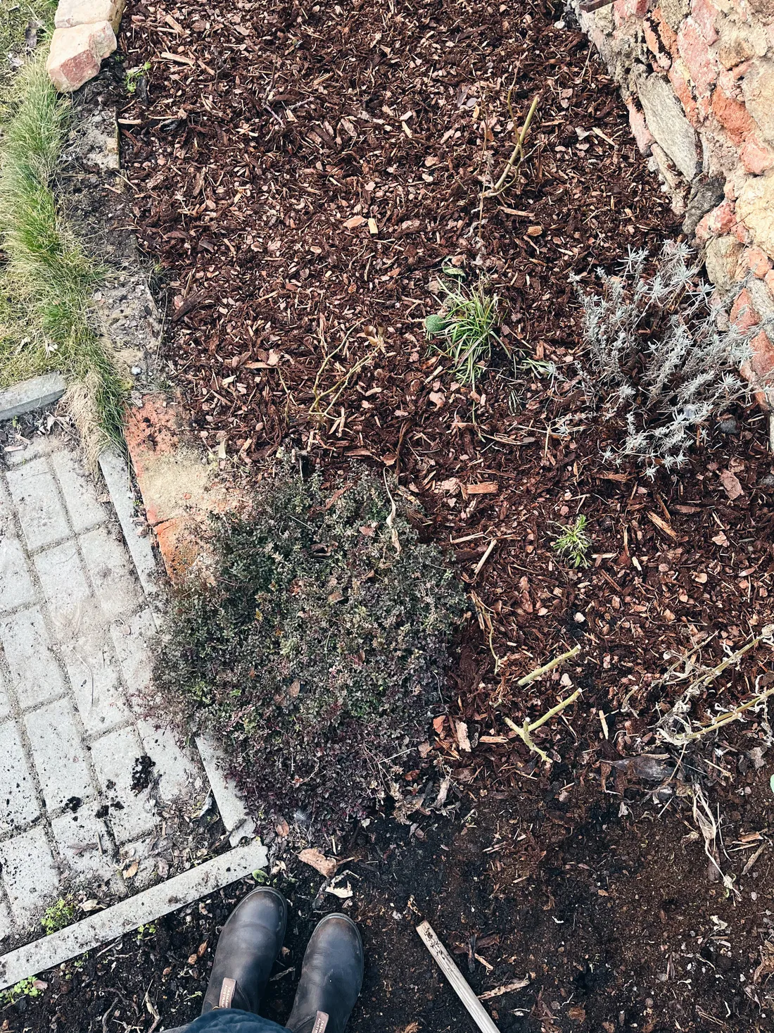 Záhon s mulčovací kůrou, levandulí a tymiánem pohledem shora.