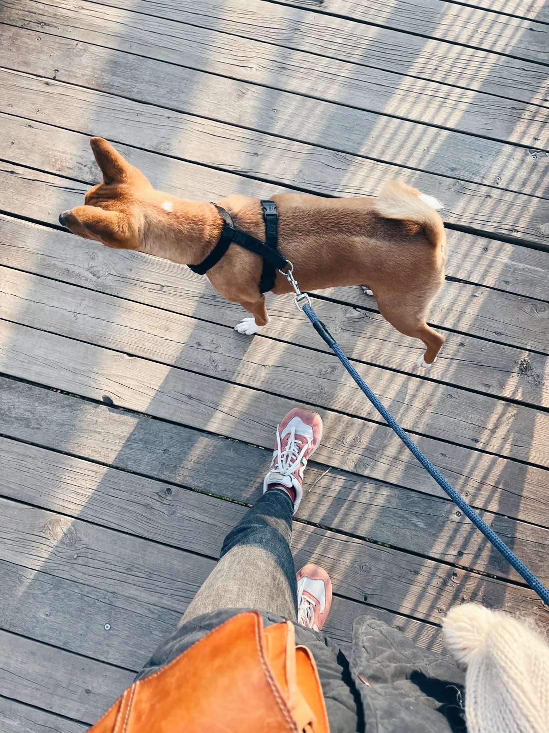 Venčení psa basenji na dřevěném chodníku, růžové tenisky a modré vodítko.