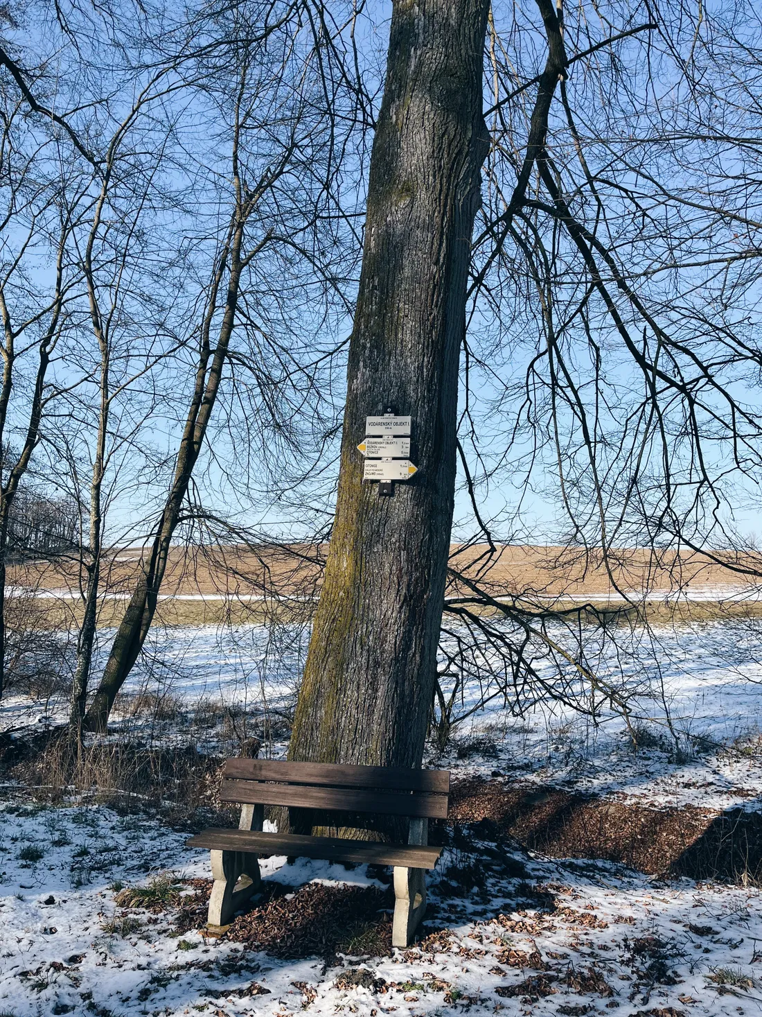 Holý strom se směrovkami Rozcestí u Hlavic a dřevěnou lavičkou v mírně zasněžené krajině.