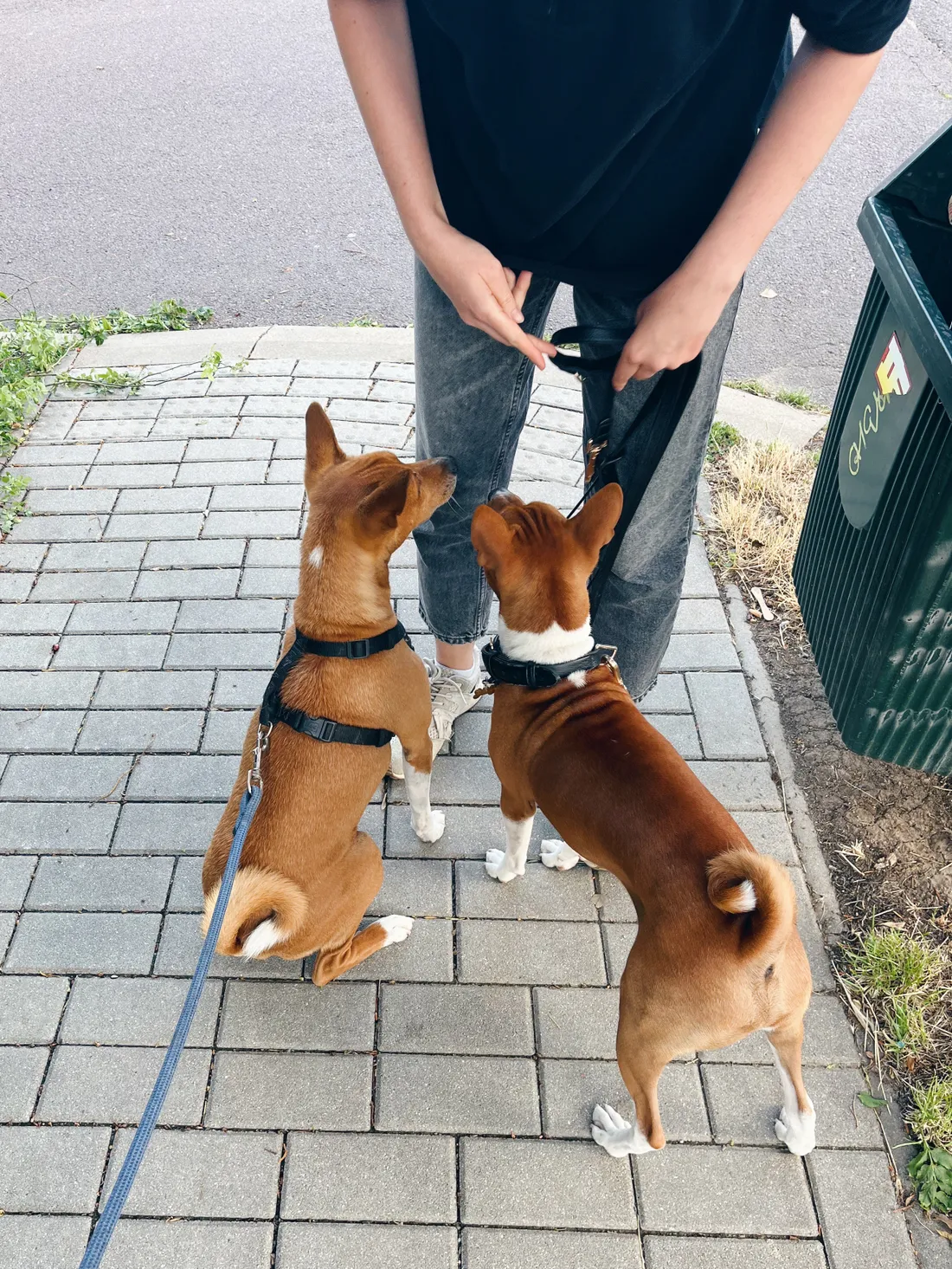 Dva basenjí psi na vodítku na chodníku, v popředí nohy majitele v džínách.
