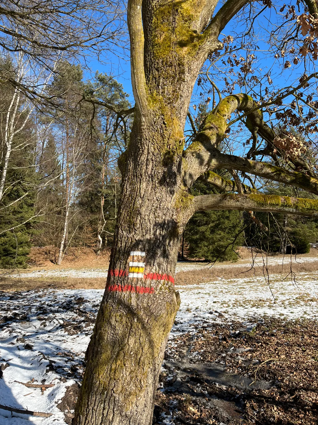 Kmen stromu s turistickou značkou a červenou linkou, kolem místy sníh, les a modrá obloha.