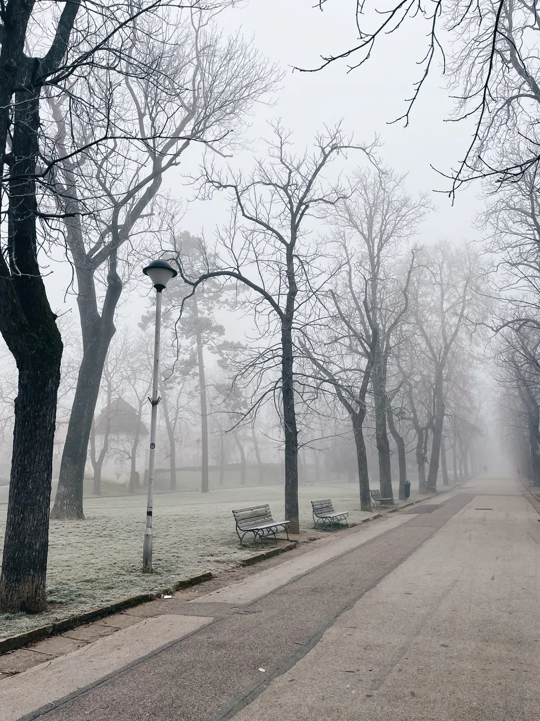 Parková alej v mlze s lavičkami, holými stromy a pouliční lampou, tráva pokrytá jinovatkou.