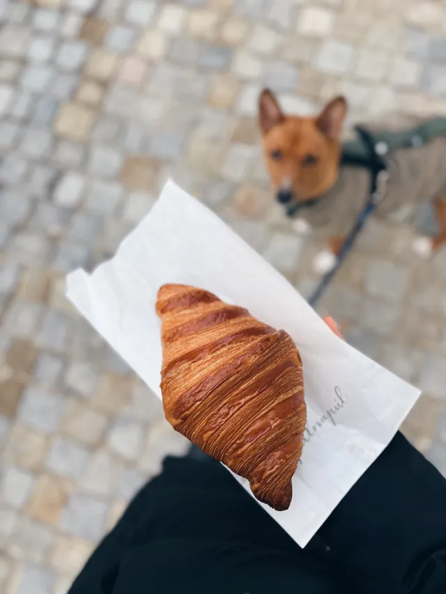 Zlatý croissant na ubrousku, pes v postroji na dlážděné ulici v pozadí.