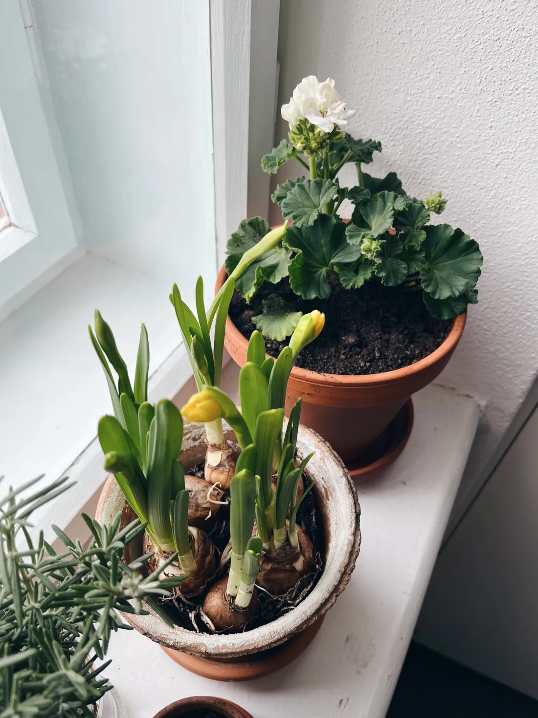 Narcisy a bíle kvetoucí pelargonie v terakotových květináčích na bílém parapetu.