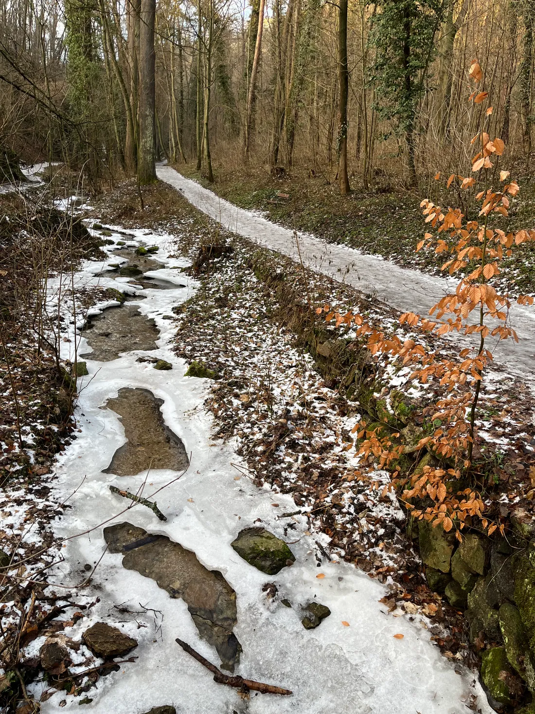 Zasněžená lesní cesta vedle zamrzlého potoka s mechem na stromech a oranžovými listy keře.