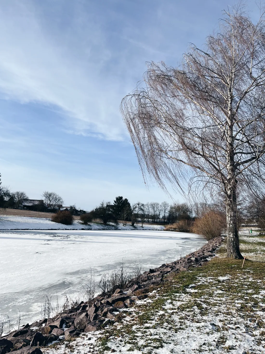 Zasněžené okrajové jezero pod břízou s holými větvemi, v dálce domy pod modrou oblohou.