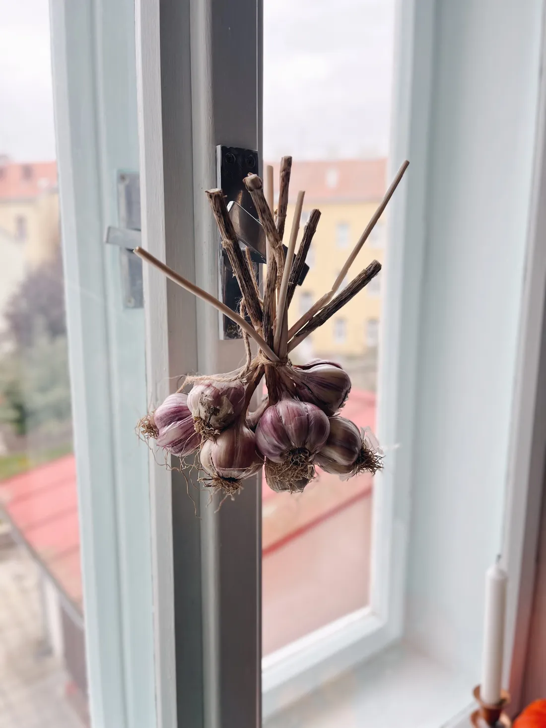 Svazek česneku visící na kličce okna, v pozadí městské střechy