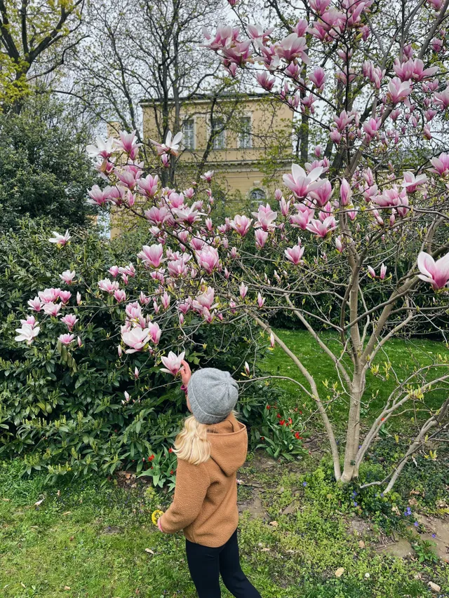 Dítě v hnědé bundě sahá na růžovobílé květy magnolie ve zahradě před žlutou budovou.