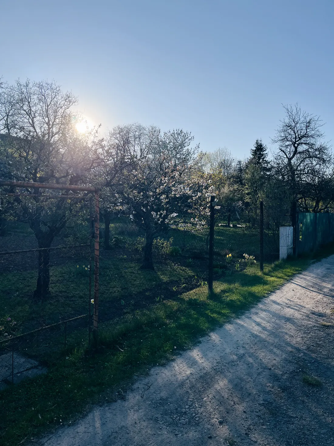 Kvetoucí ovocné stromy s bílými květy v zahradě, nízké slunce a dlouhé stíny na cestě u plotu.