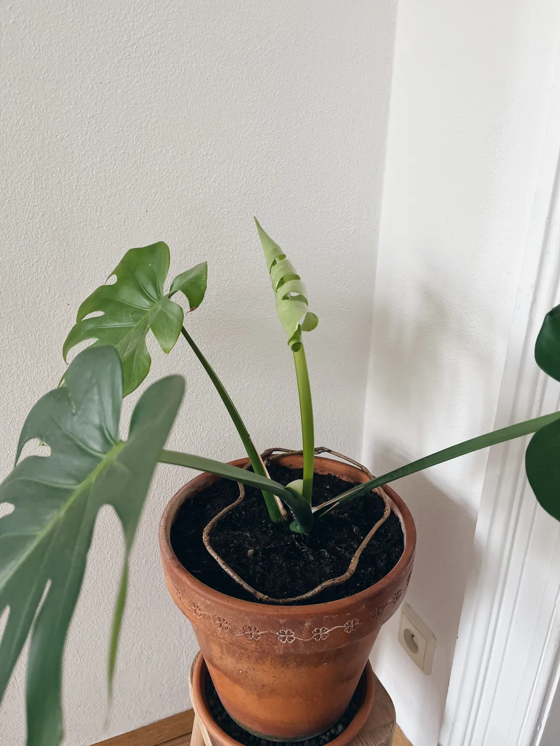 Monstera v terakotovém květináči s novým listem na dřevěné stoličce u bílé stěny.
