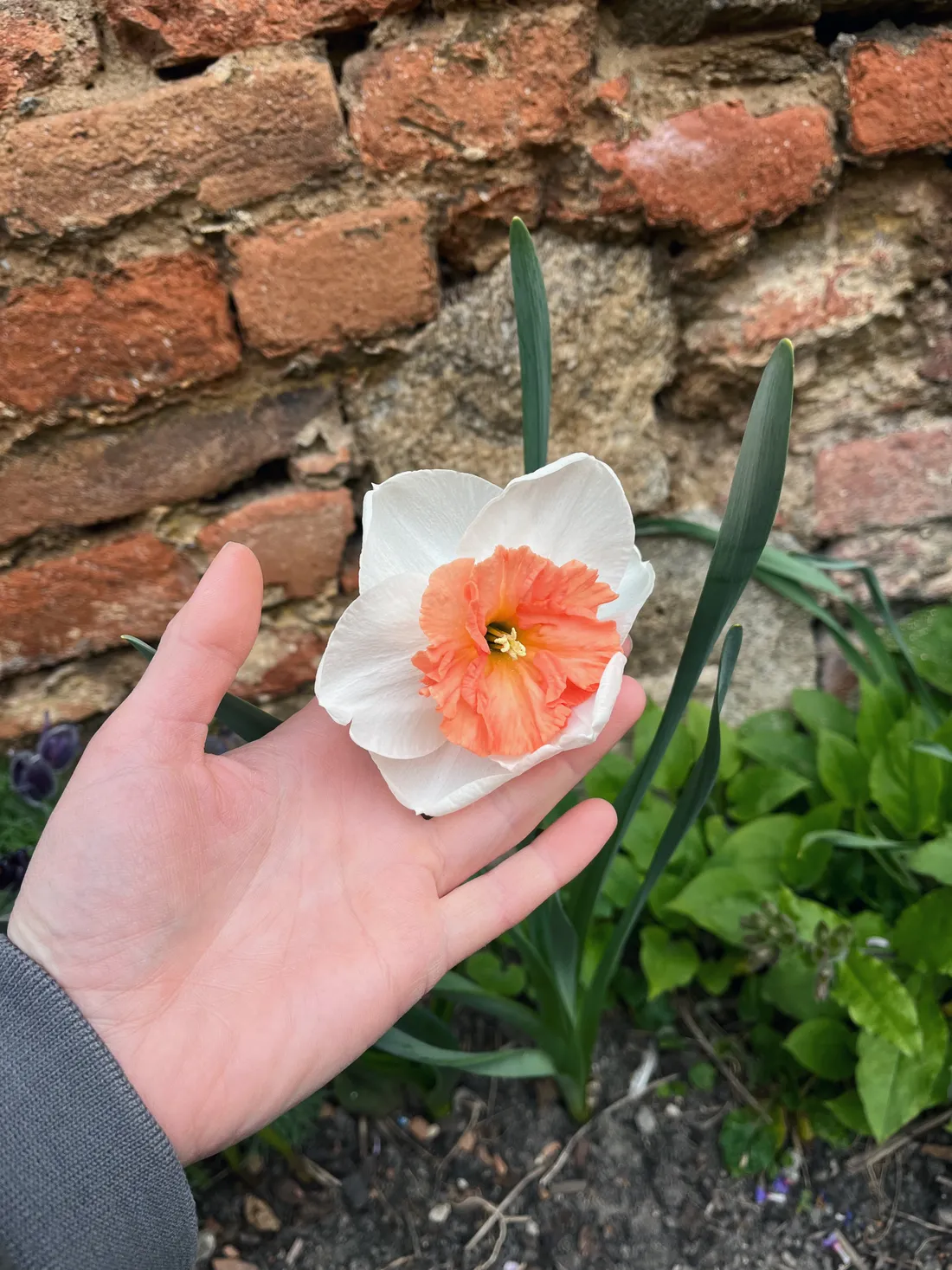 Ruka drží bílý narcis s oranžovou korunou před cihlovou zdí v zahradě.