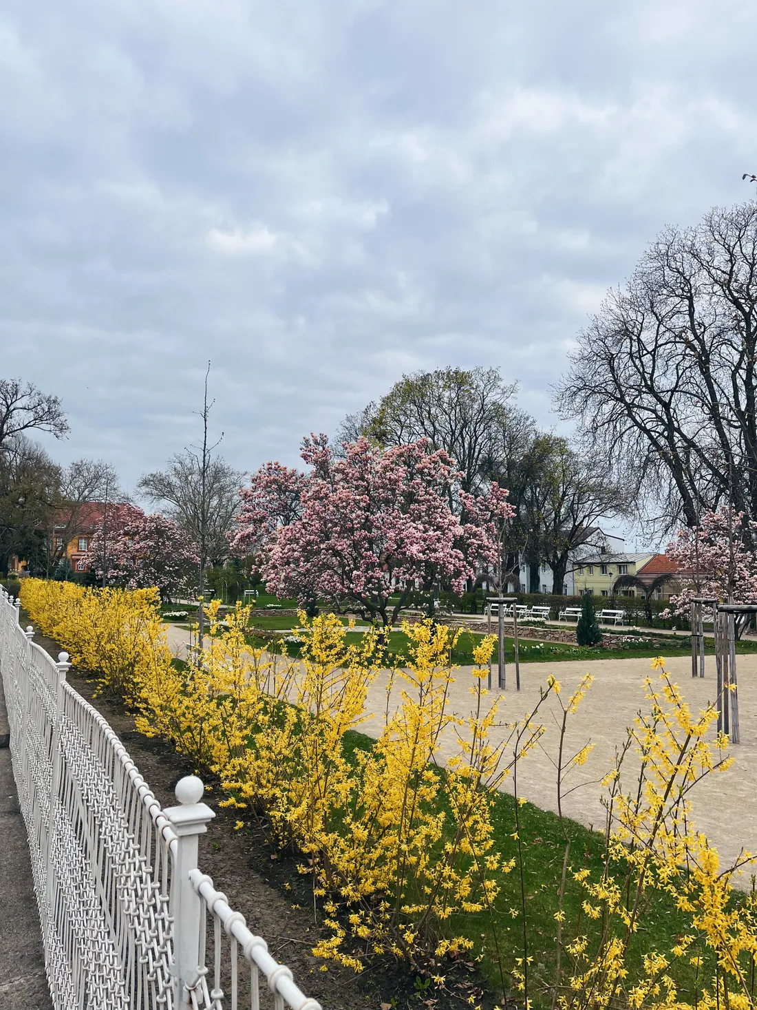 Rozkvetlý park s růžovou magnólií, žlutou zlaticí pod bílým plotem a pískovými cestami pod mraky.