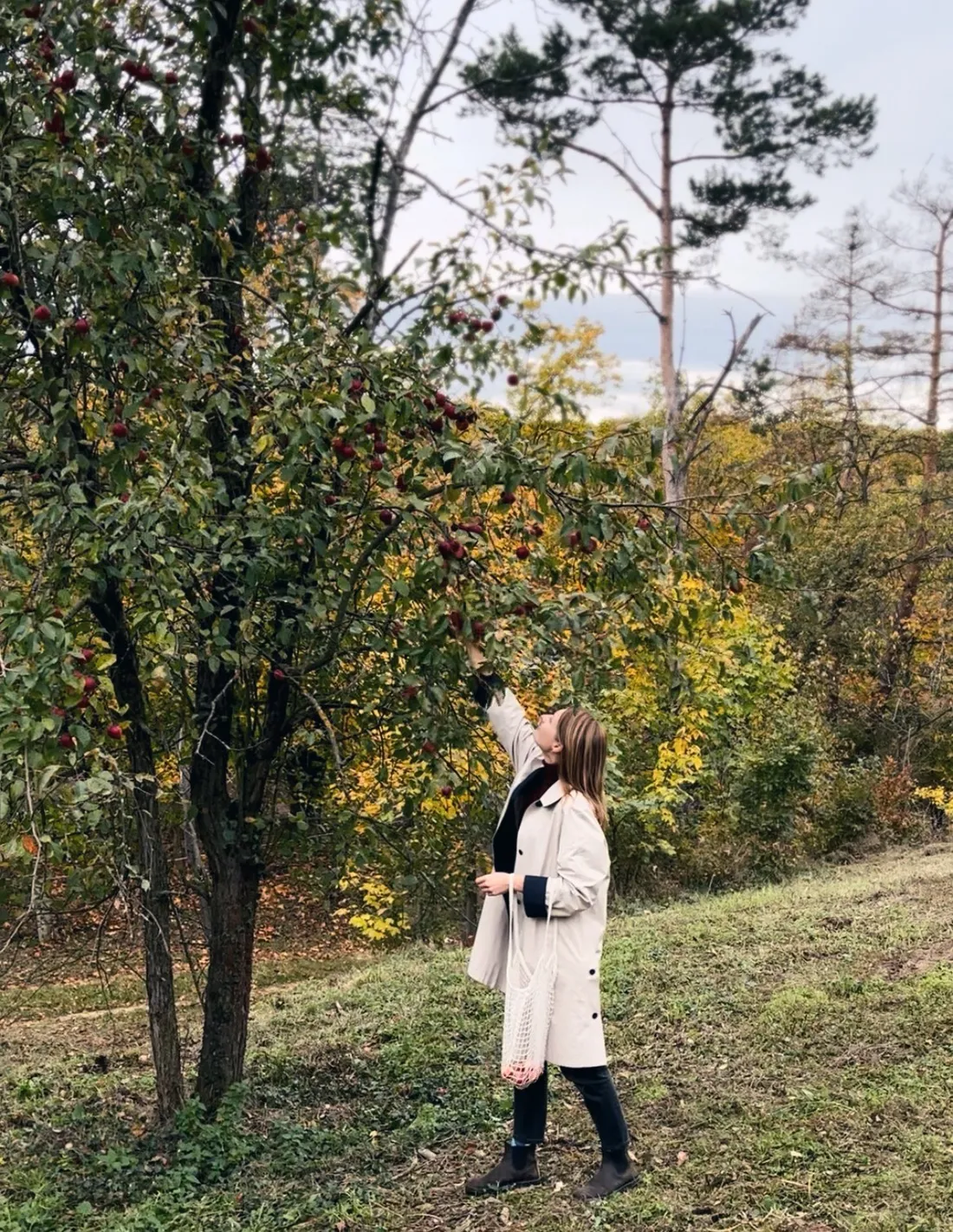 Žena v béžovém kabátě sbírá červená jablka do bílé síťovky pod jabloní v podzimním sadu.