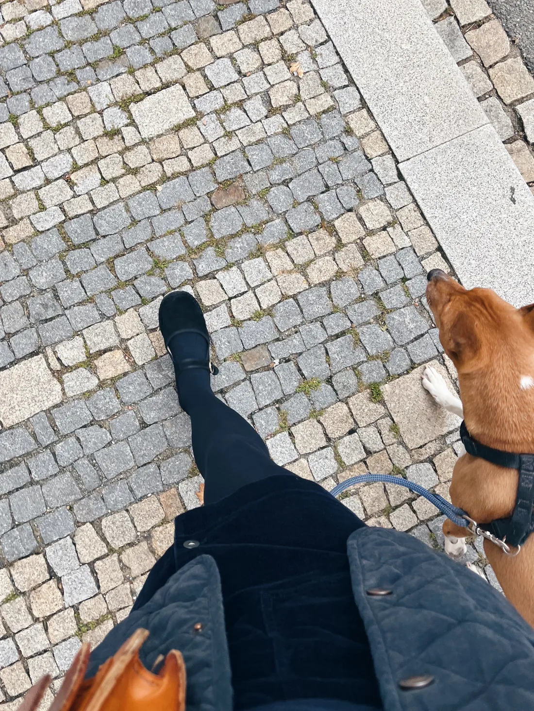 Pohled shora na psa v postroji a nohy majitele v černých botách na dláždění.