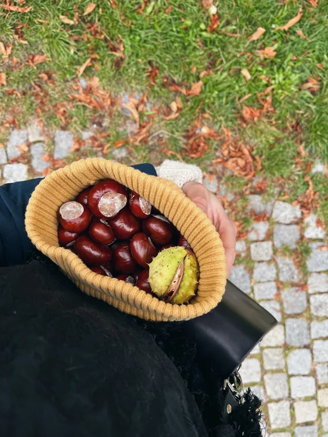 Hořčicově žlutá čepice plná lesklých kaštanů s jednou v zelené tobolce nad chodníkem s podzimním listím.