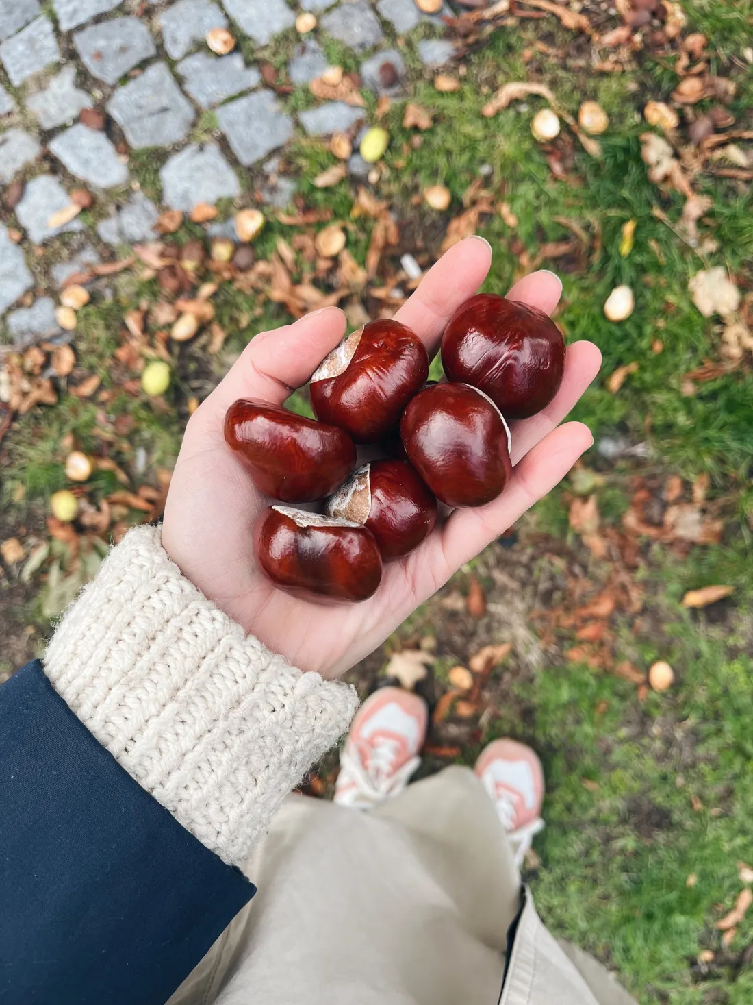 Dlaň plná lesklých hnědých kaštanů nad trávníkem a dlážděným chodníkem s opadaným listím.