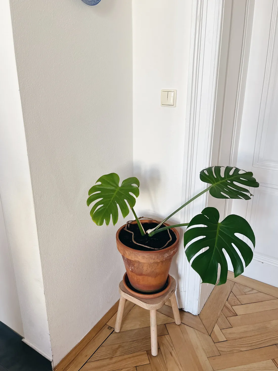 Monstera v terakotovém květináči na malé dřevěné stoličce u bílé stěny a dveří na parketách.
