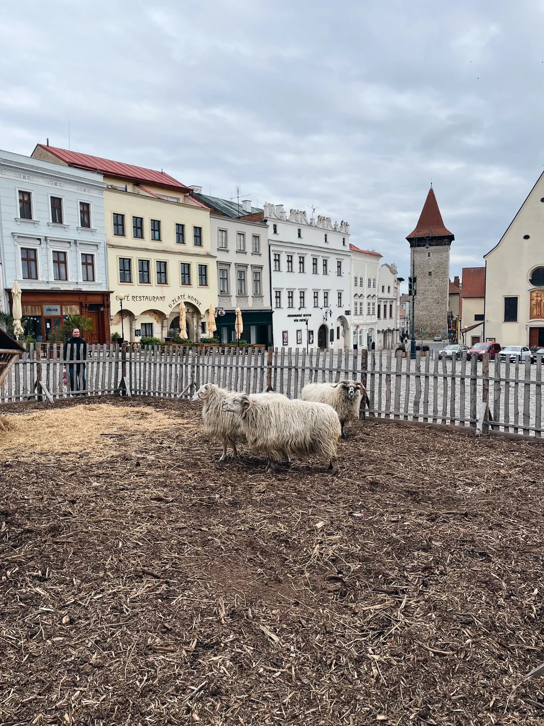 Tři bílé ovce v dřevěném ohradě na náměstí s historickými domy a kamennou věží v pozadí.