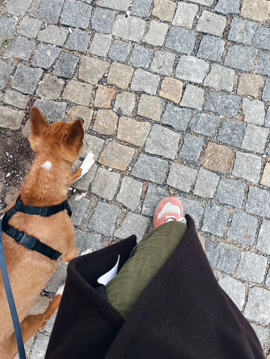 Pohled shora na hnědého psa v postroji kráčejícího po kočičích hlavách vedle nohou v olivových kalhotách.