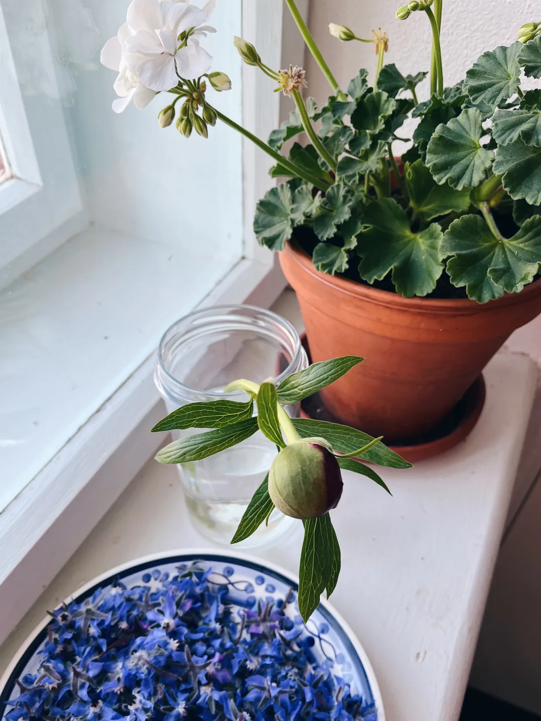 Pelargonie, poupě pivoňky a talíř modrých květů boráku na bílém parapetu.