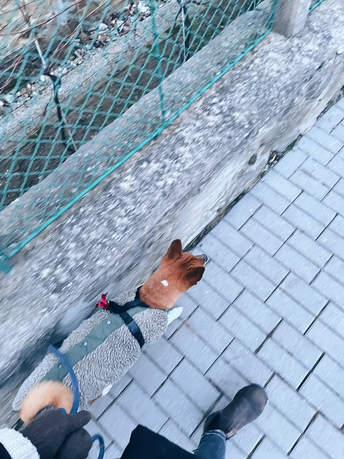 Hnědý pes v šedém kožíšku na modrém vodítku kráčí po dlážděném chodníku podél drátěného plotu.