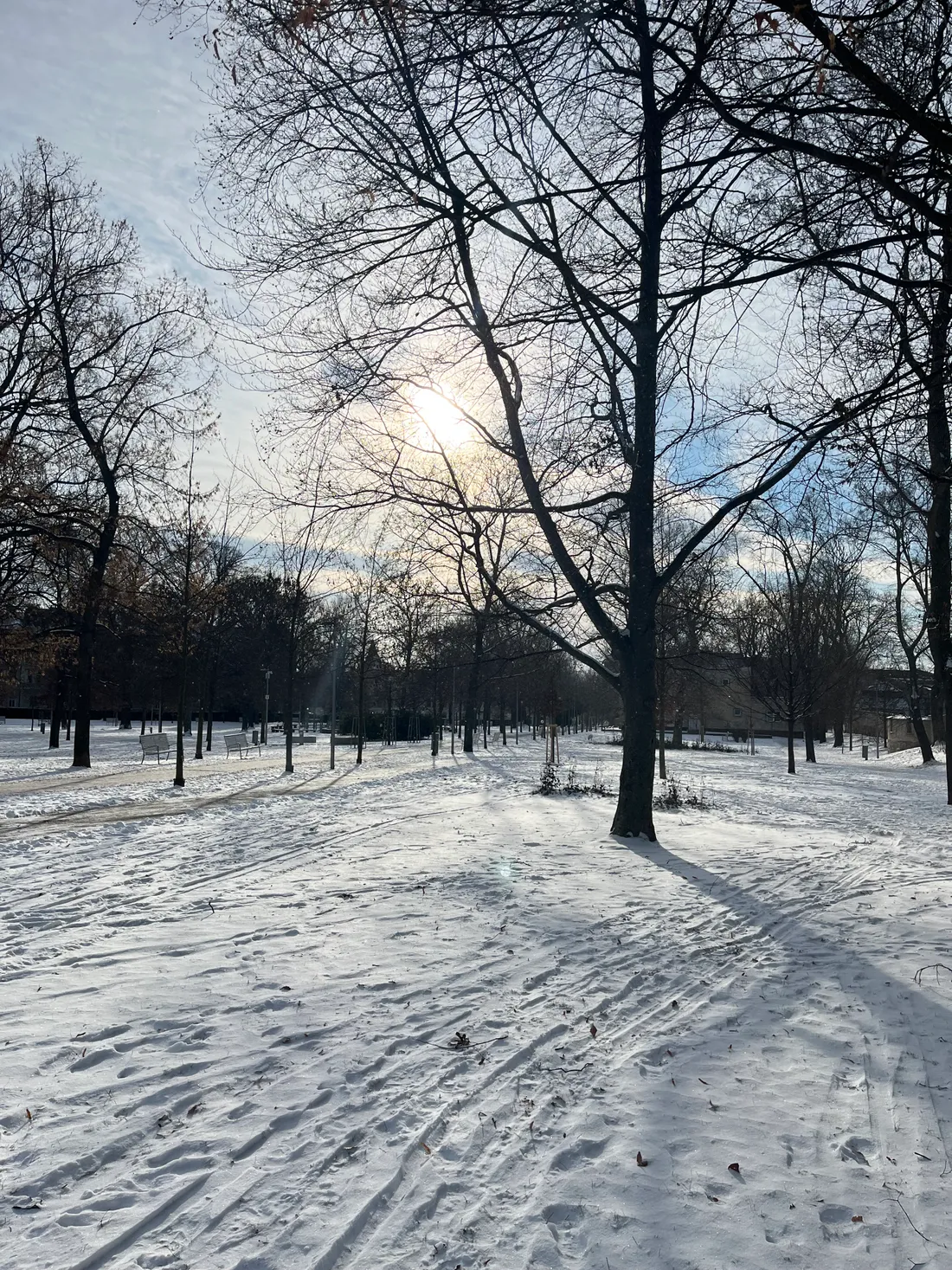 Zasněžený park s holými stromy, stopami ve sněhu a sluncem prosvítajícím mezi větvemi na modré obloze.