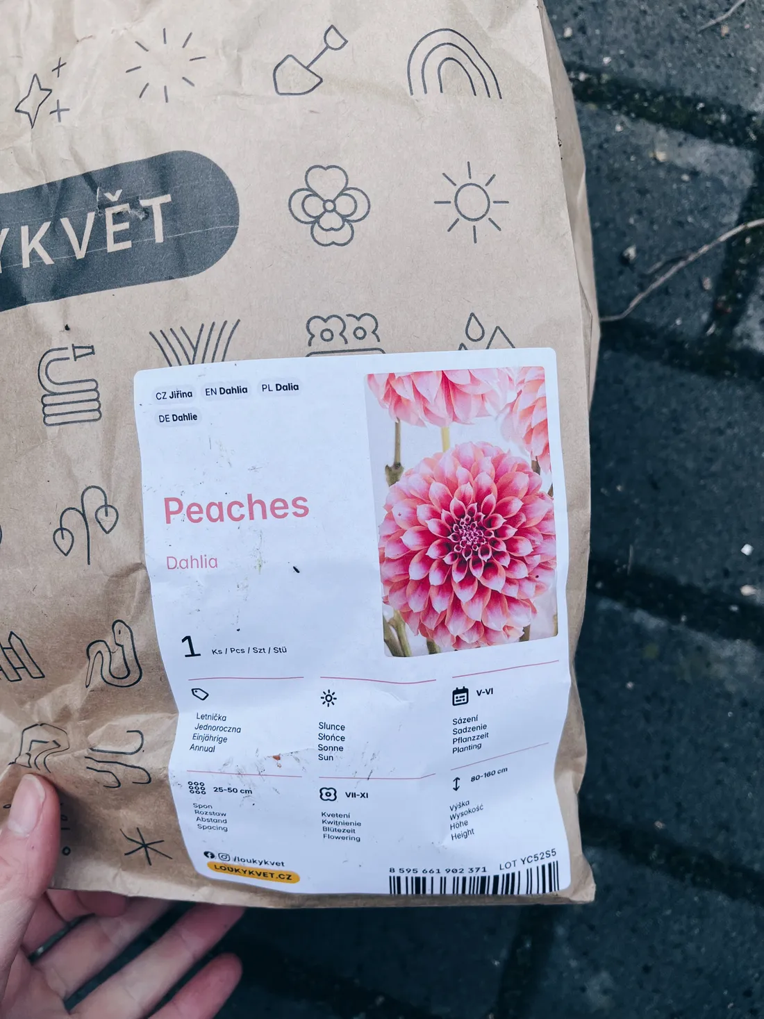 Papírový sáček s jiřinou Peaches a foto růžového květu na kamenné dlažbě.