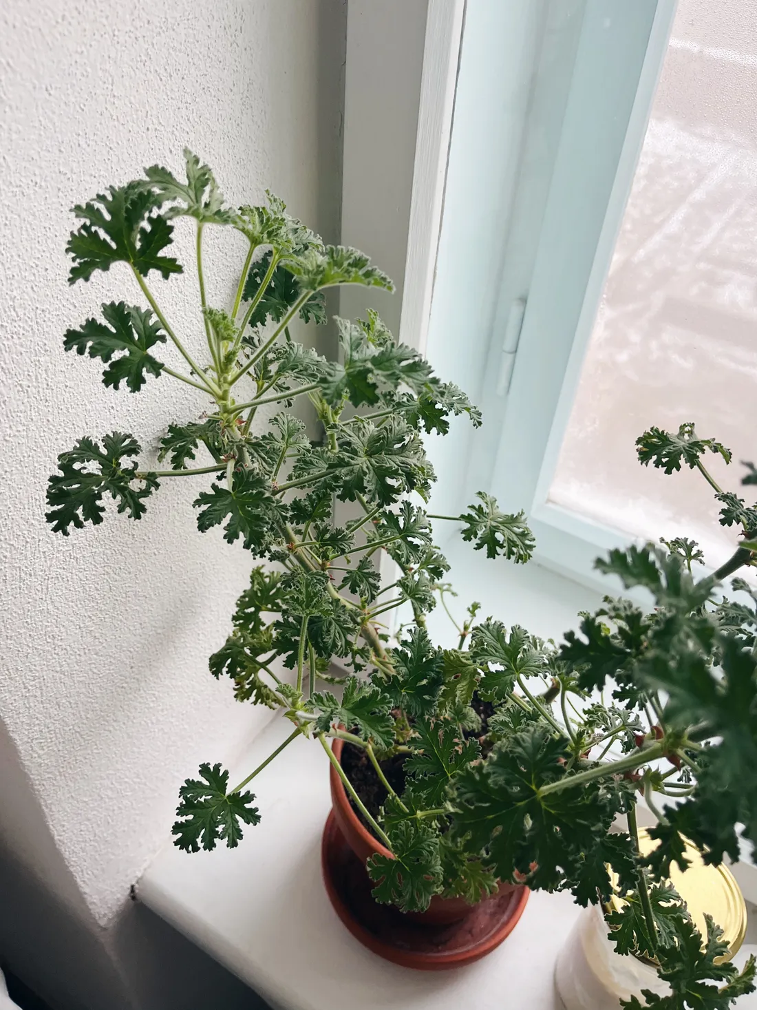 Voňatková pelargonie v terakotovém květináči na bílém parapetu vedle okna.