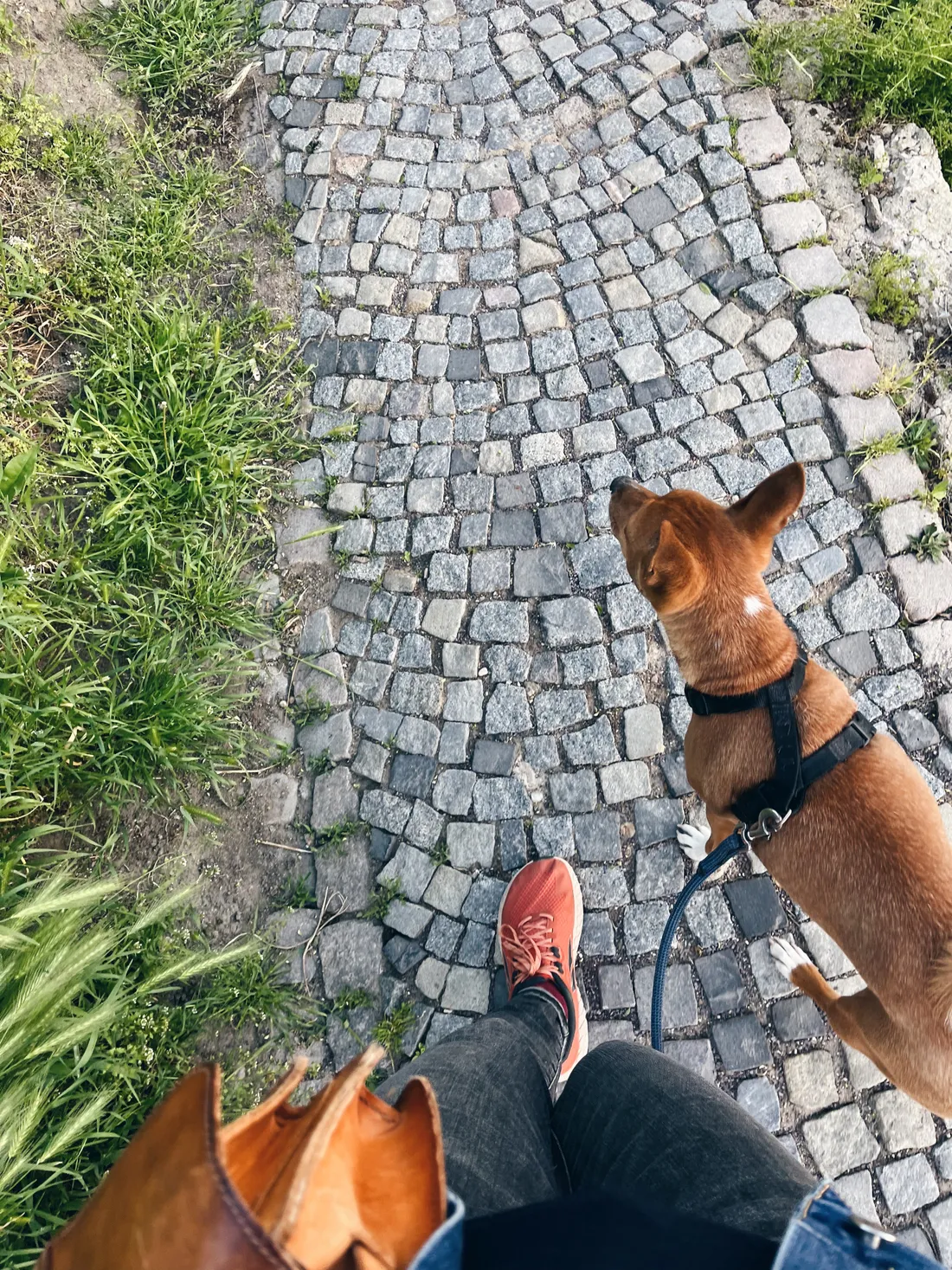 Pohled shora na psa v postroji a nohy v oranžových teniskách na dláždění.